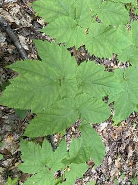 Image of Appalachian False Goat's-Beard