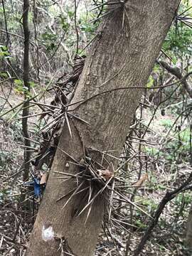 Image of Gleditsia fera (Lour.) Merr.