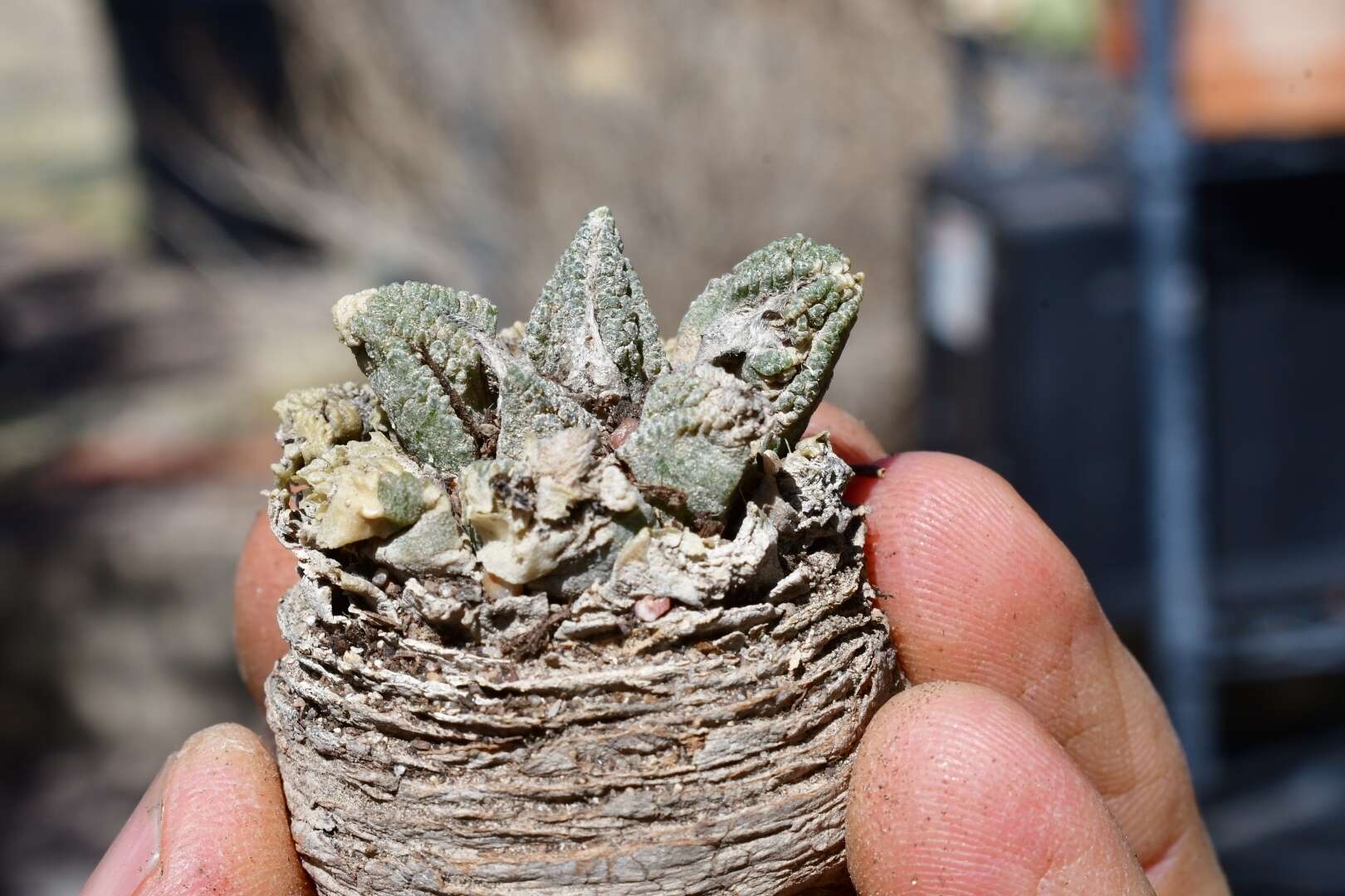 Ariocarpus bravoanus H. M. Hern. & E. F. Anderson resmi