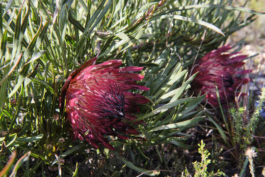 Image of Bashful protea