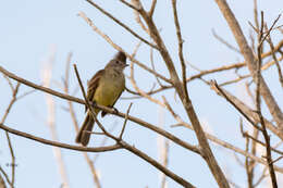 Image of Yellow-bellied Elaenia