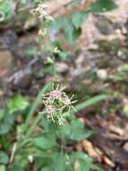 Image of Rayless Mock Goldenrod