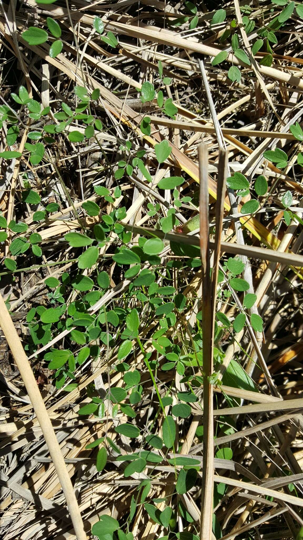 Thalictrum cooleyi Ahles的圖片