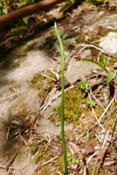 Слика од Ophioglossum reticulatum L.