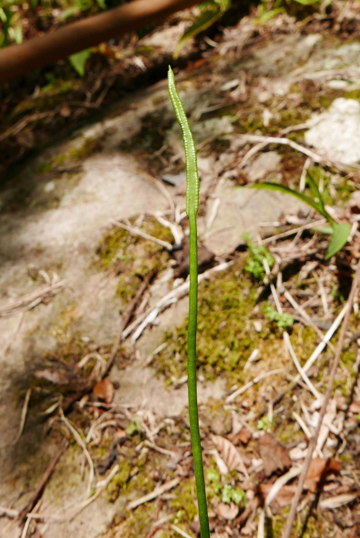 Image of Netted Adder's-Tongue