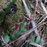 Image of Three-horned bird orchid