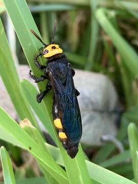 Image de Scolia anatoliae Osten 2004