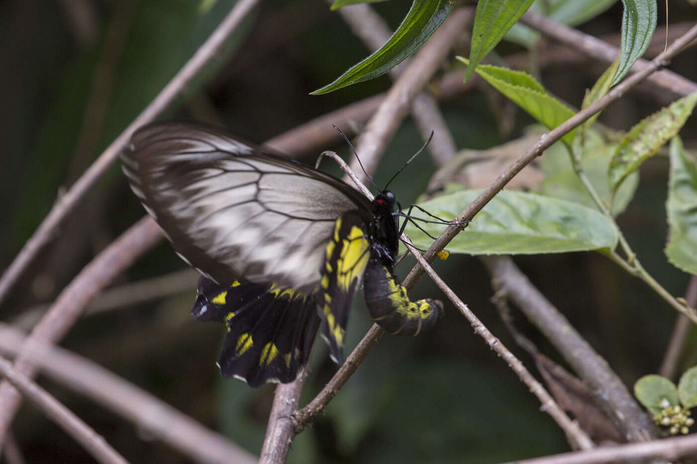 Image of Borneo Birdwing