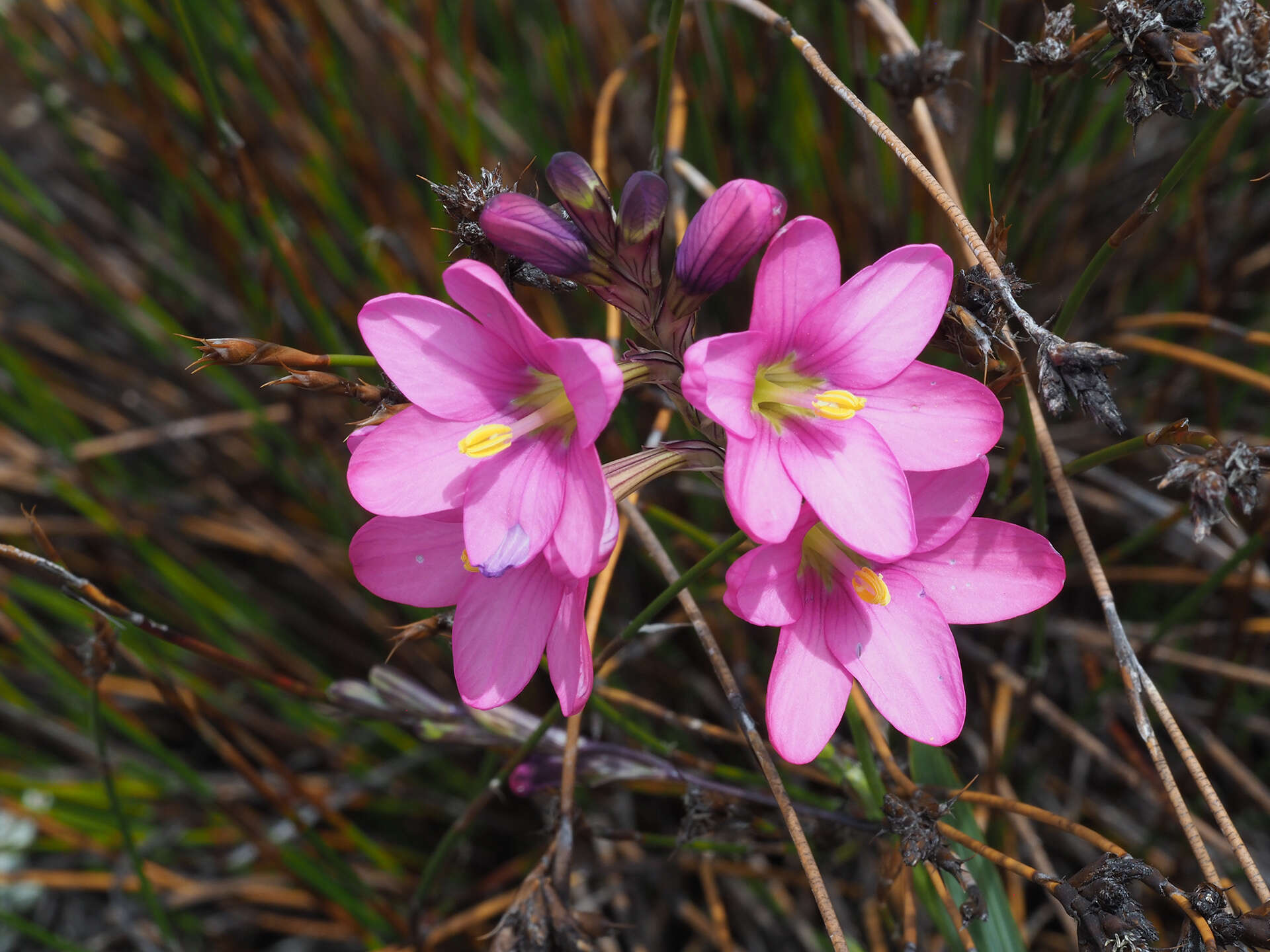Image of Ixia latifolia D. Delaroche