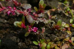 Image of Indian toothcup