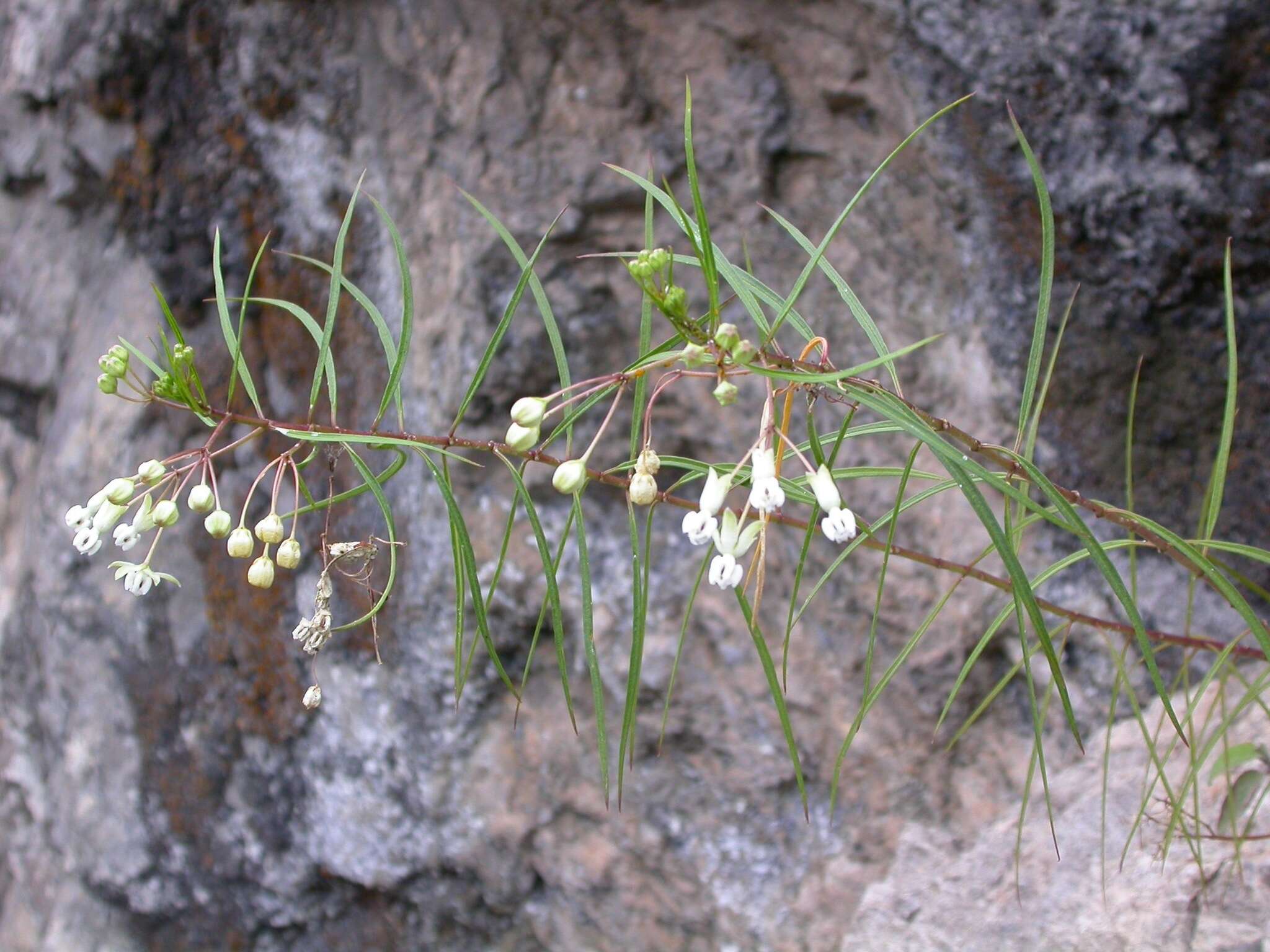 Image of Asclepias coulteri A. Gray