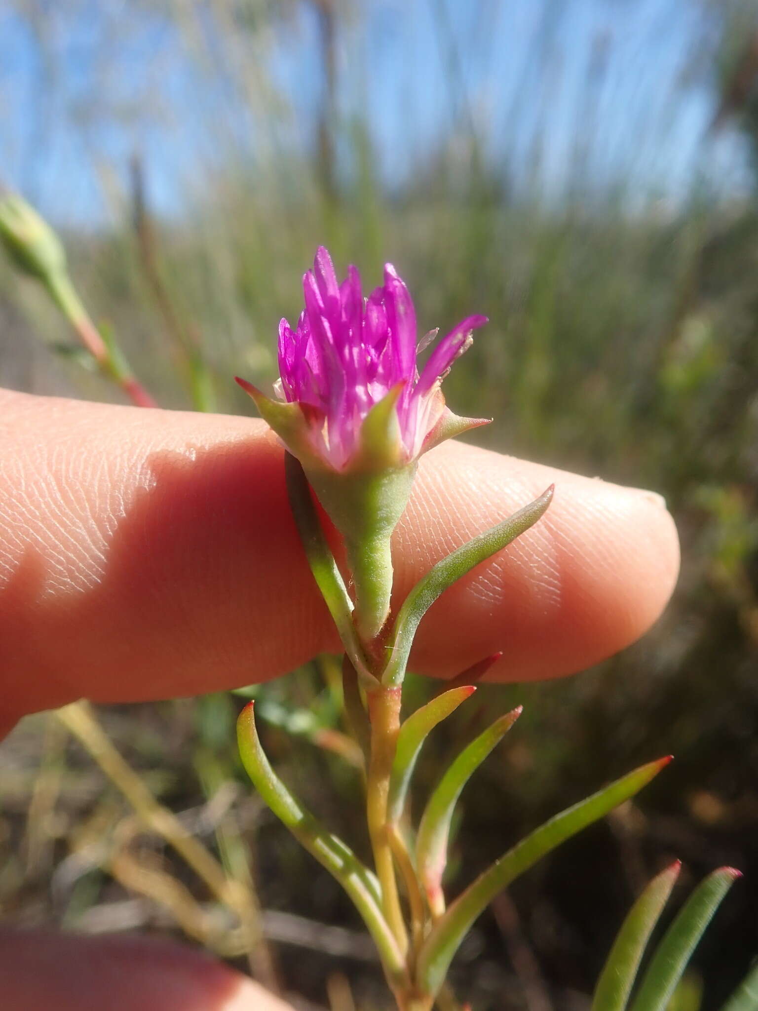 Image of Lampranthus dulcis (L. Bol.) L. Bol.