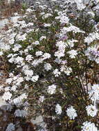 صورة Iberis procumbens Lange