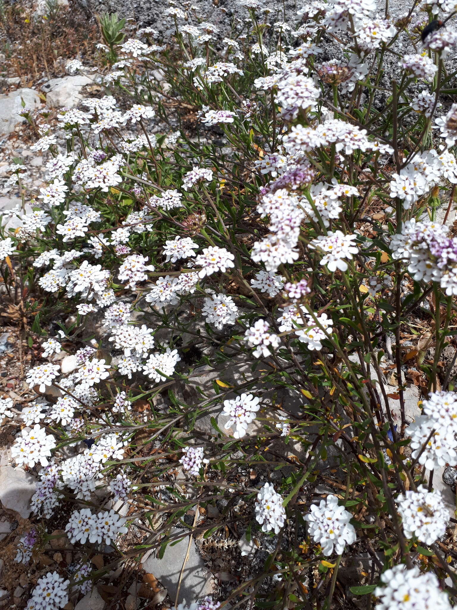 Plancia ëd Iberis procumbens Lange