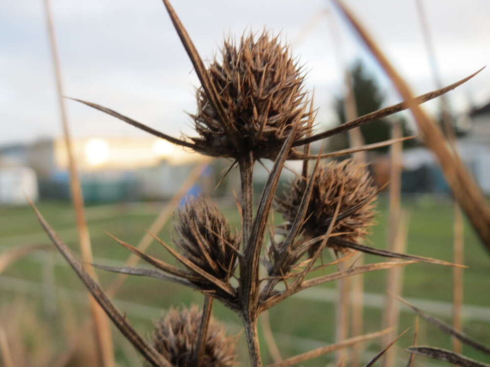 Eryngium campestre L. resmi