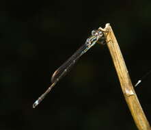 Image of Blue Damselfly