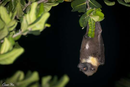 Image of Formosan Flying Fox