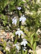 Image of pale lobelia