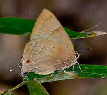 Image of Parrhasius orgia (Hewitson 1867)