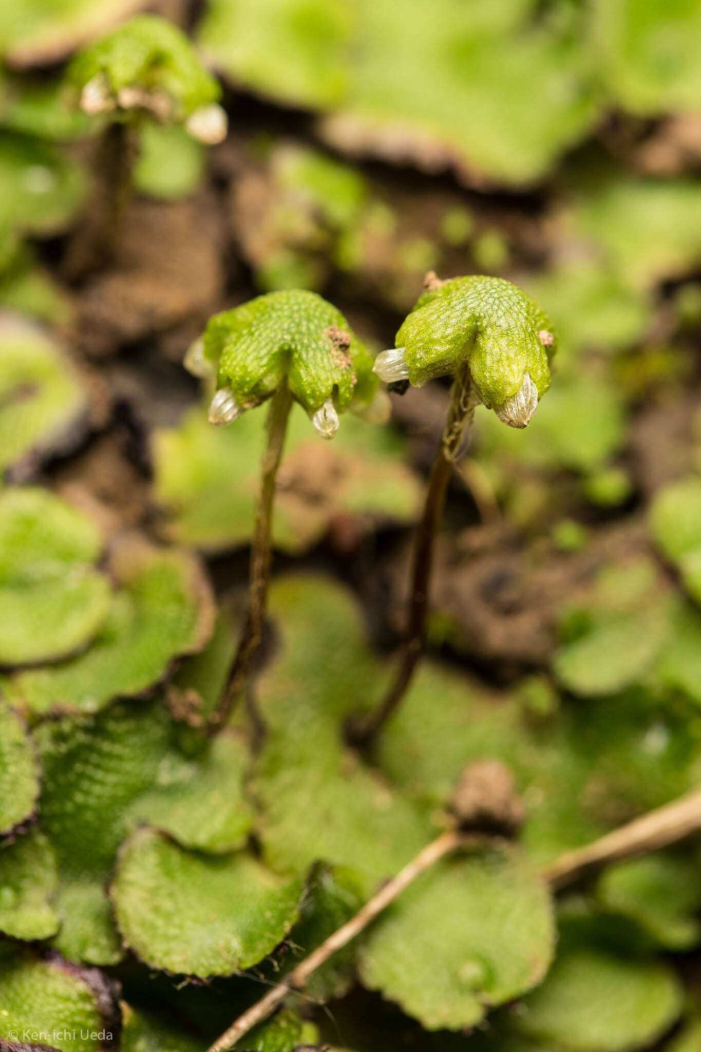 Image of Asterella californica (Hampe ex Austin) Underw.