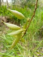 Image of Yunnan poplar