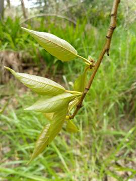 Image of Yunnan poplar