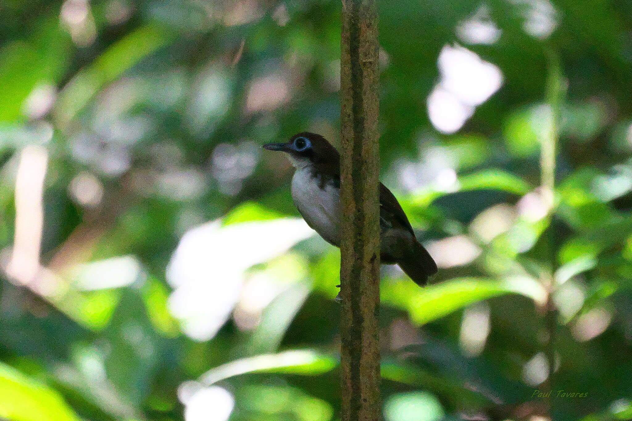 Image of Bicolored Antbird