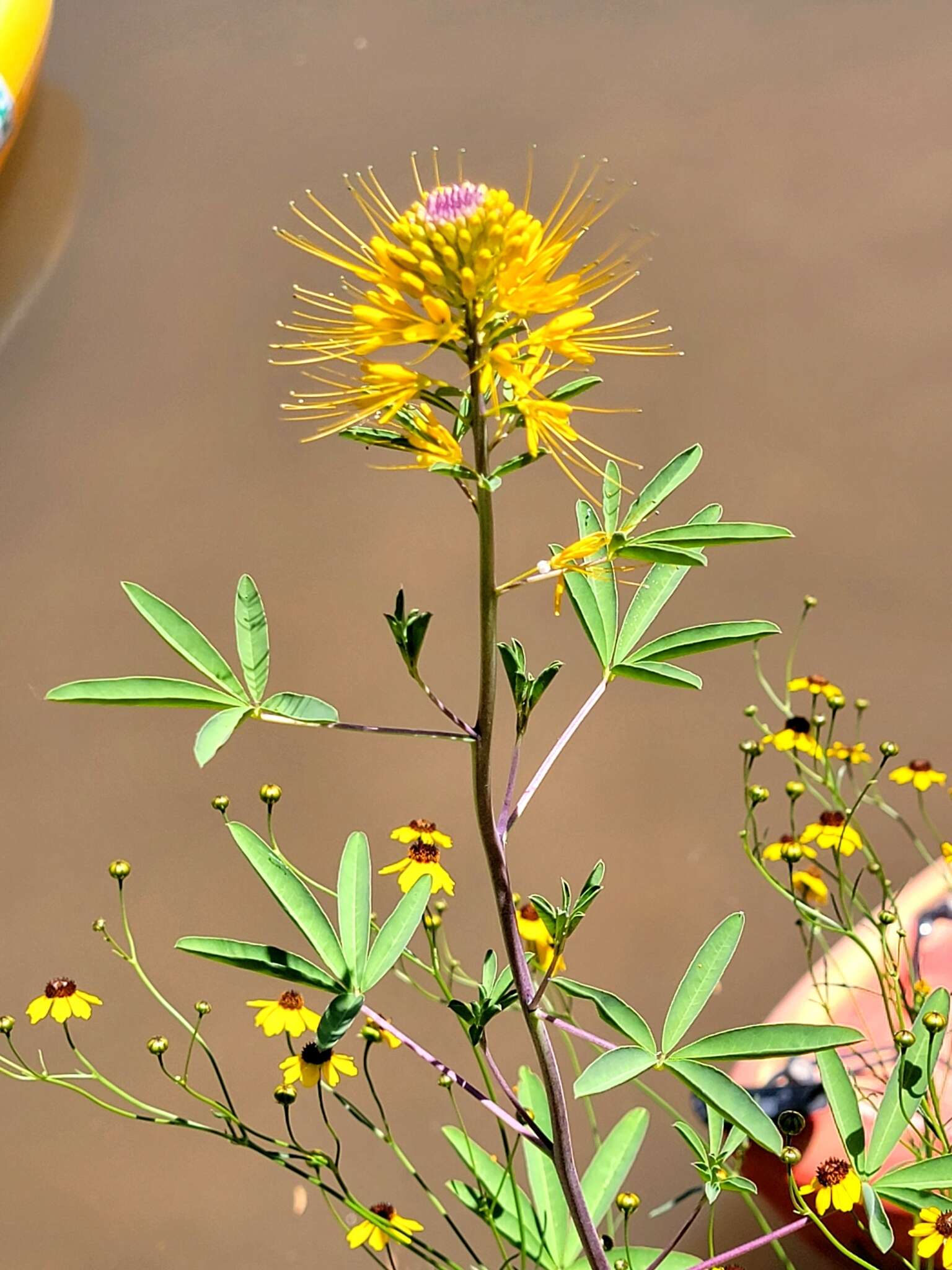 Image of Jones' Beeplant