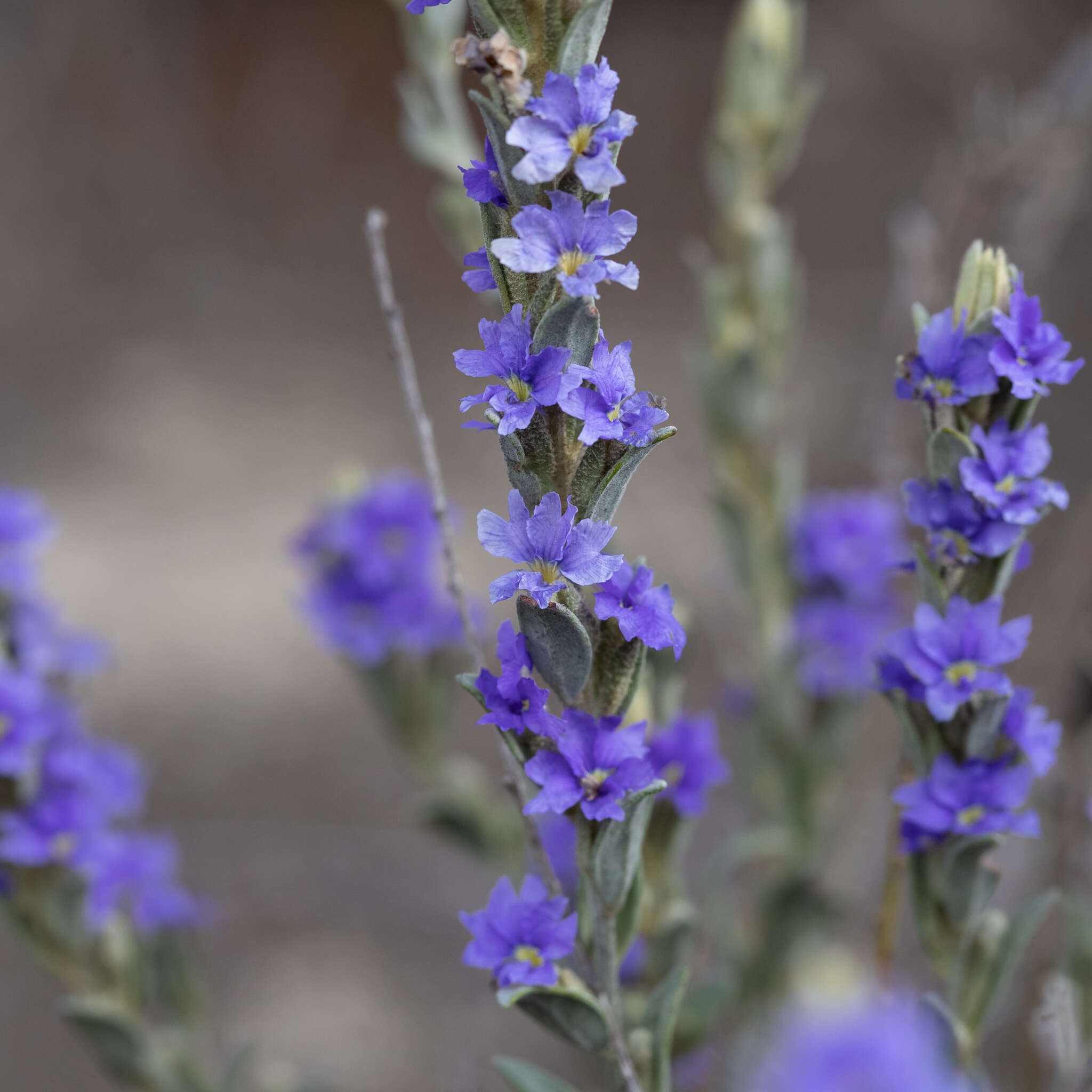 Image of Dampiera marifolia Benth.