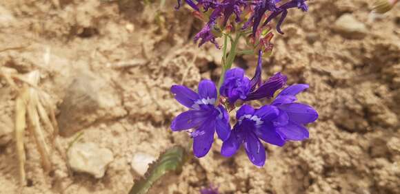 Image of Codonorhiza elandsmontana Goldblatt & J. C. Manning