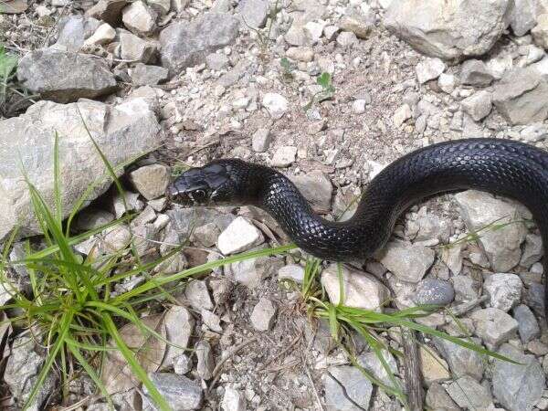 Image of Western whip snake