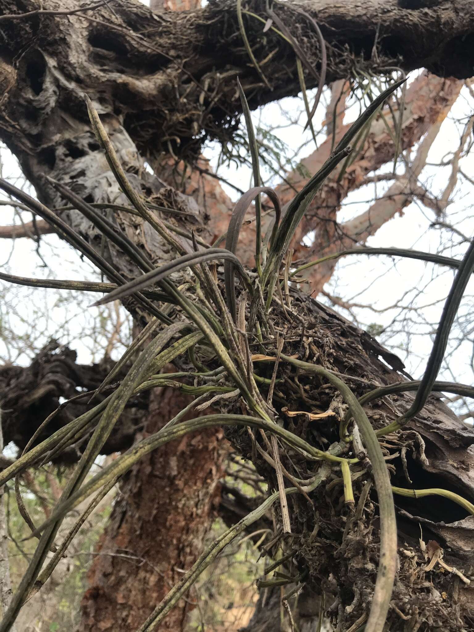 Imagem de Brassavola nodosa (L.) Lindl.