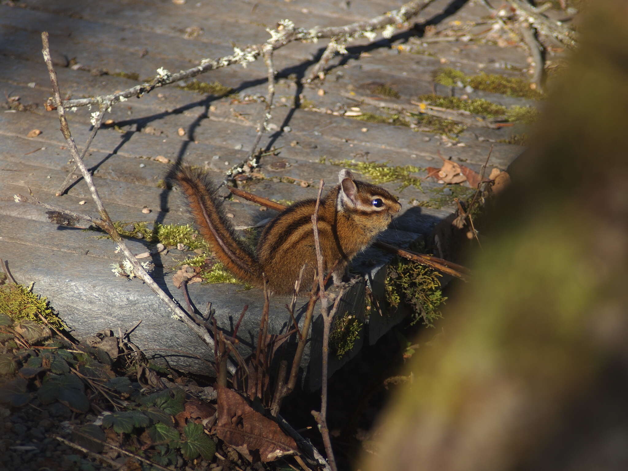 Image of Townsend’s Chipmunk