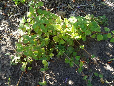 Image of Plectranthus madagascariensis (Pers.) Benth.