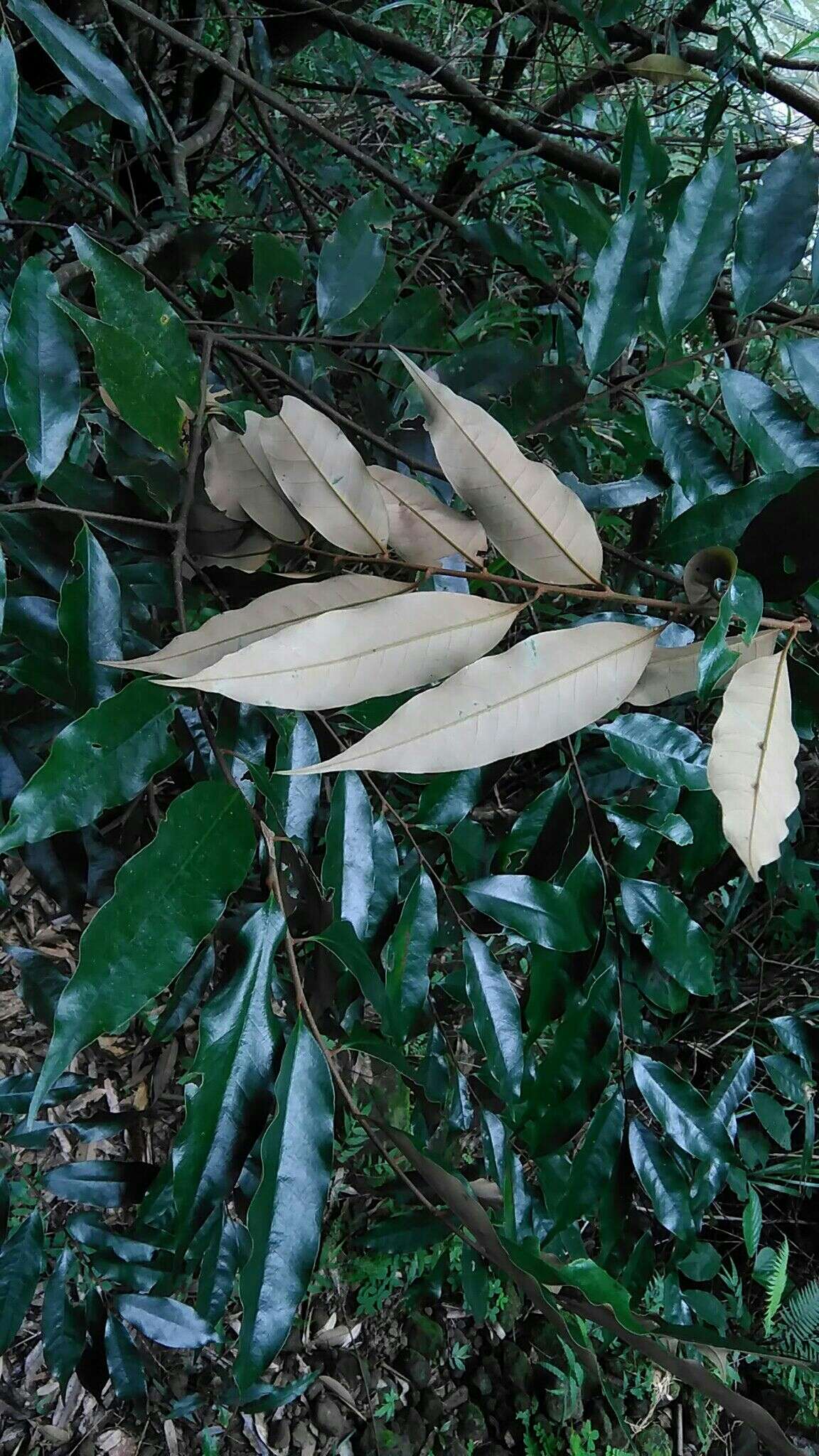 Image de Castanopsis fargesii Franch.