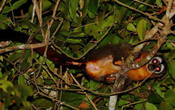 Image of Black-headed Night Monkey