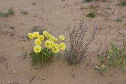 Image of Papaver pulvinatum A. Tolmatch.