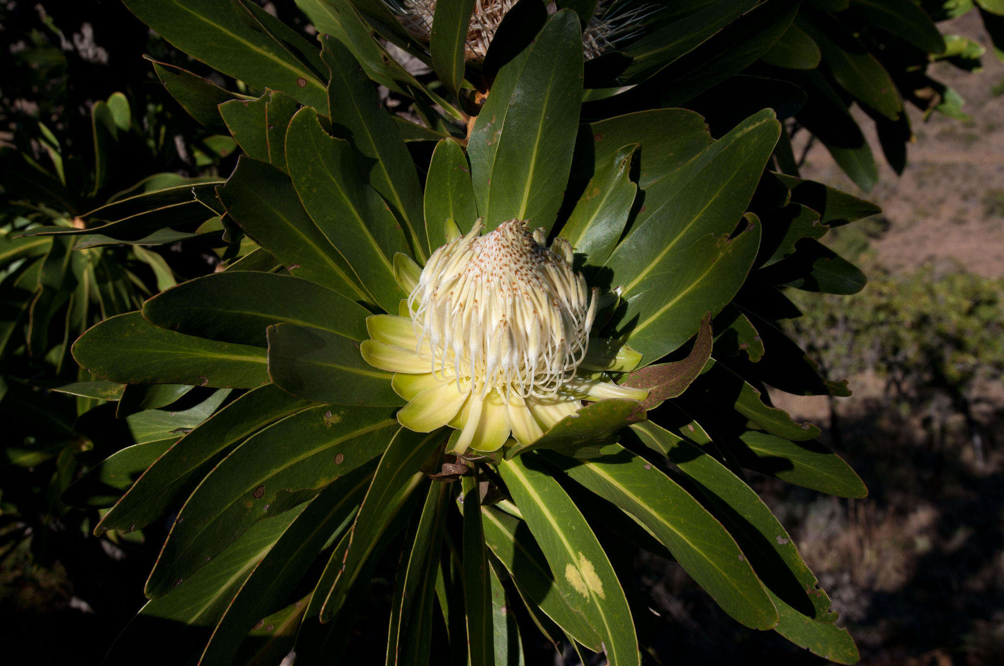 Image de Protea comptonii Beard