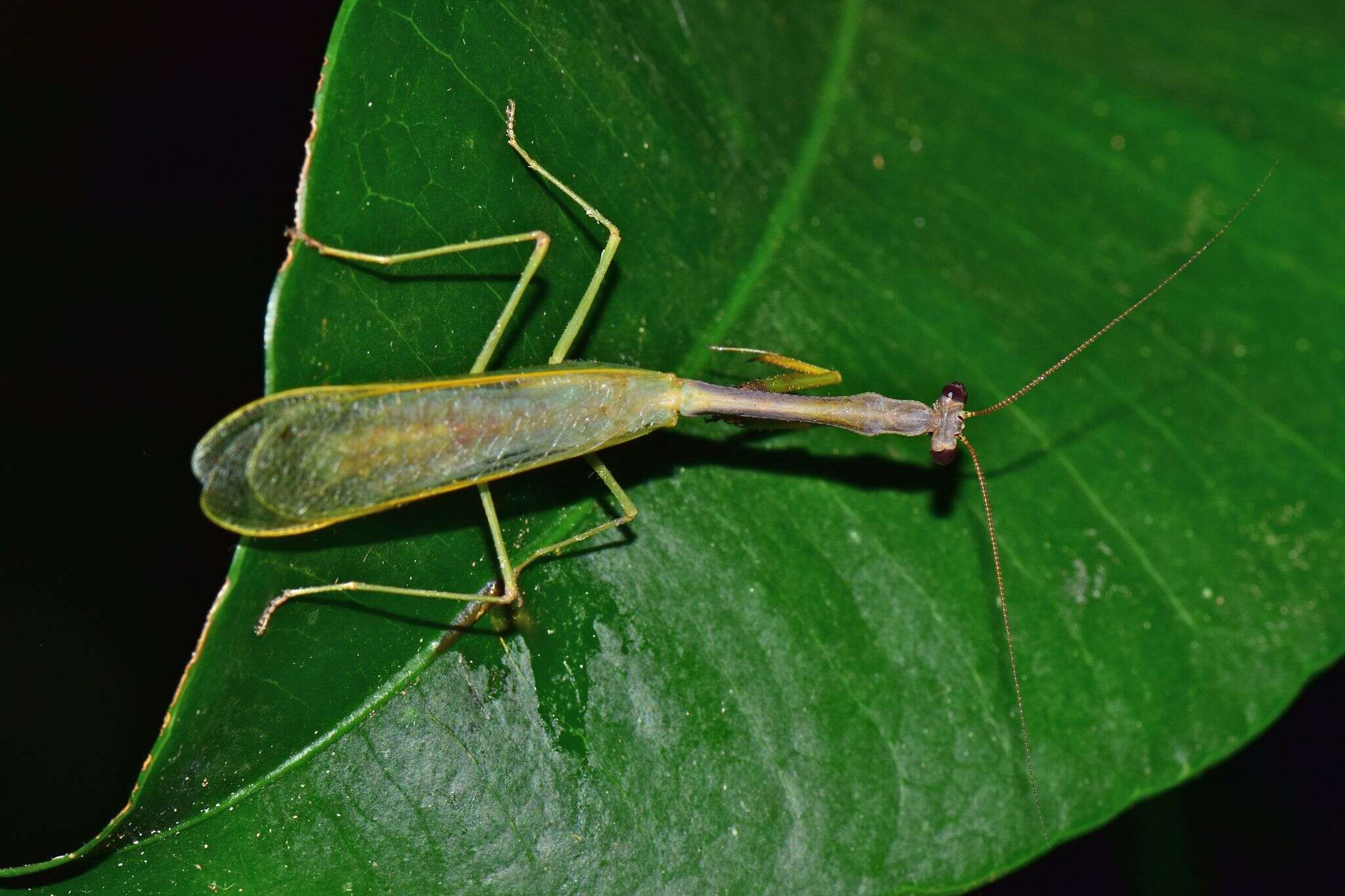 Слика од Parastagmatoptera vitreola Stal 1877