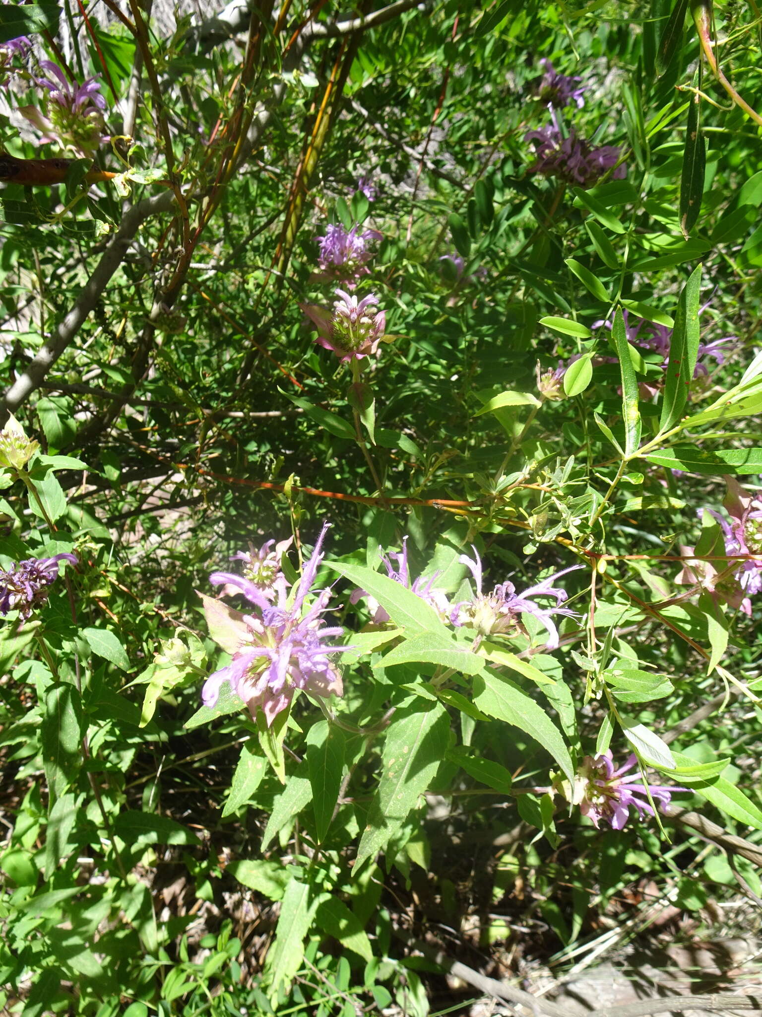 Image of Monarda fistulosa var. menthifolia (Graham) Fernald