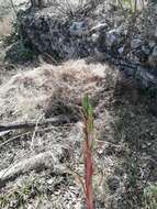 Imagem de Tillandsia belloensis W. Weber