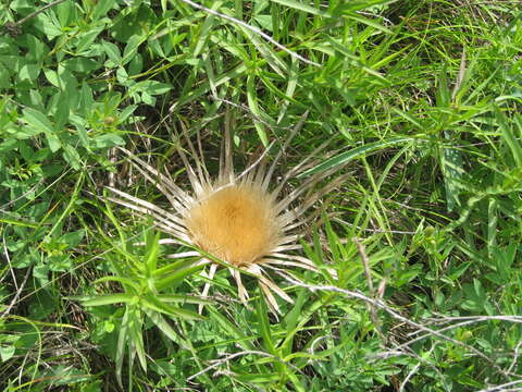 Imagem de Carlina acanthifolia subsp. utzka (Hacq.) H. Meusel & A. Kästner