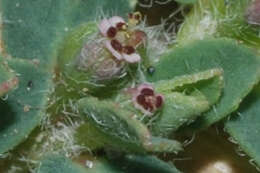 Imagem de Euphorbia stictospora var. stictospora