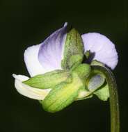 Слика од Viola arvensis subsp. megalantha Nauenb.