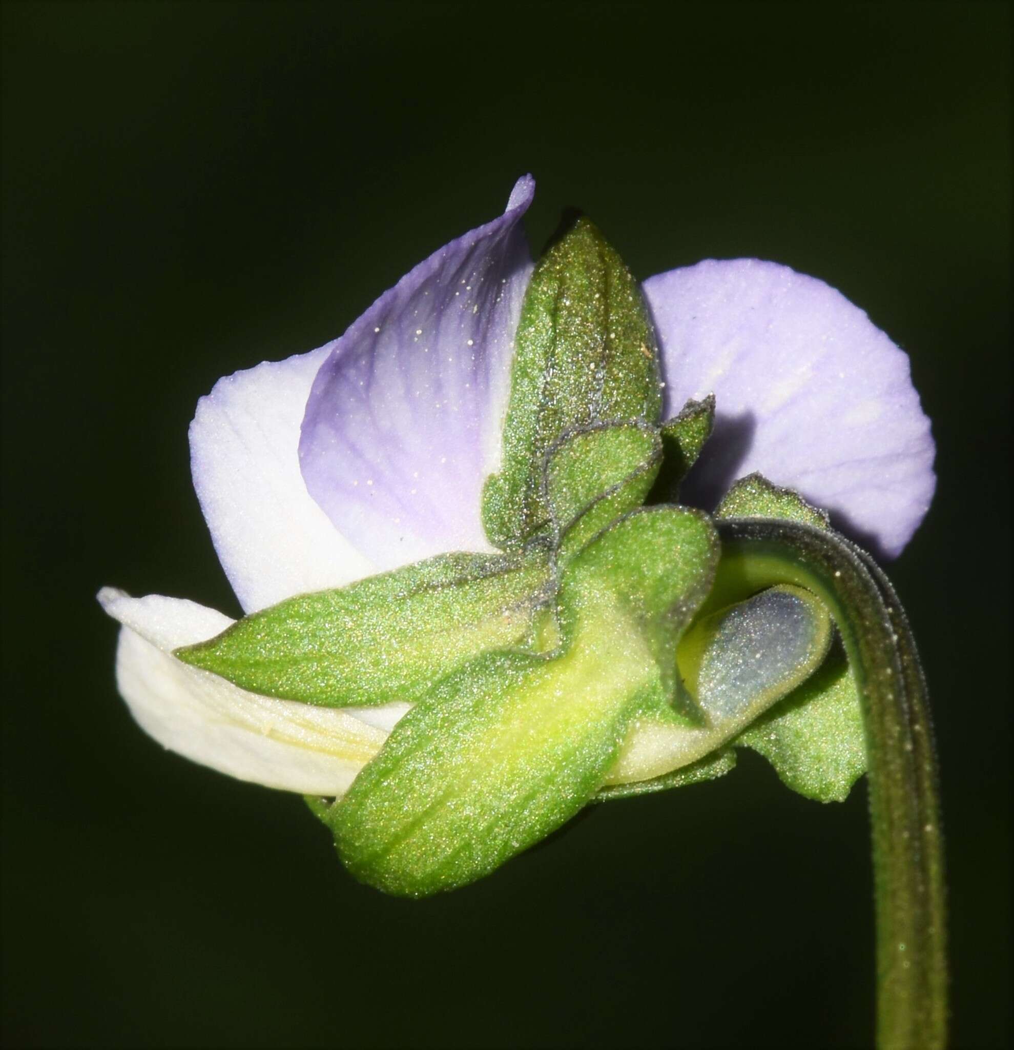 Image of Viola arvensis subsp. megalantha Nauenb.