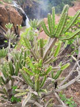 Imagem de Euphorbia grandidens Haw.