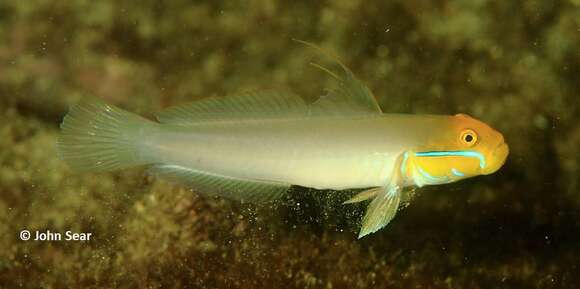 Image of Blueband goby