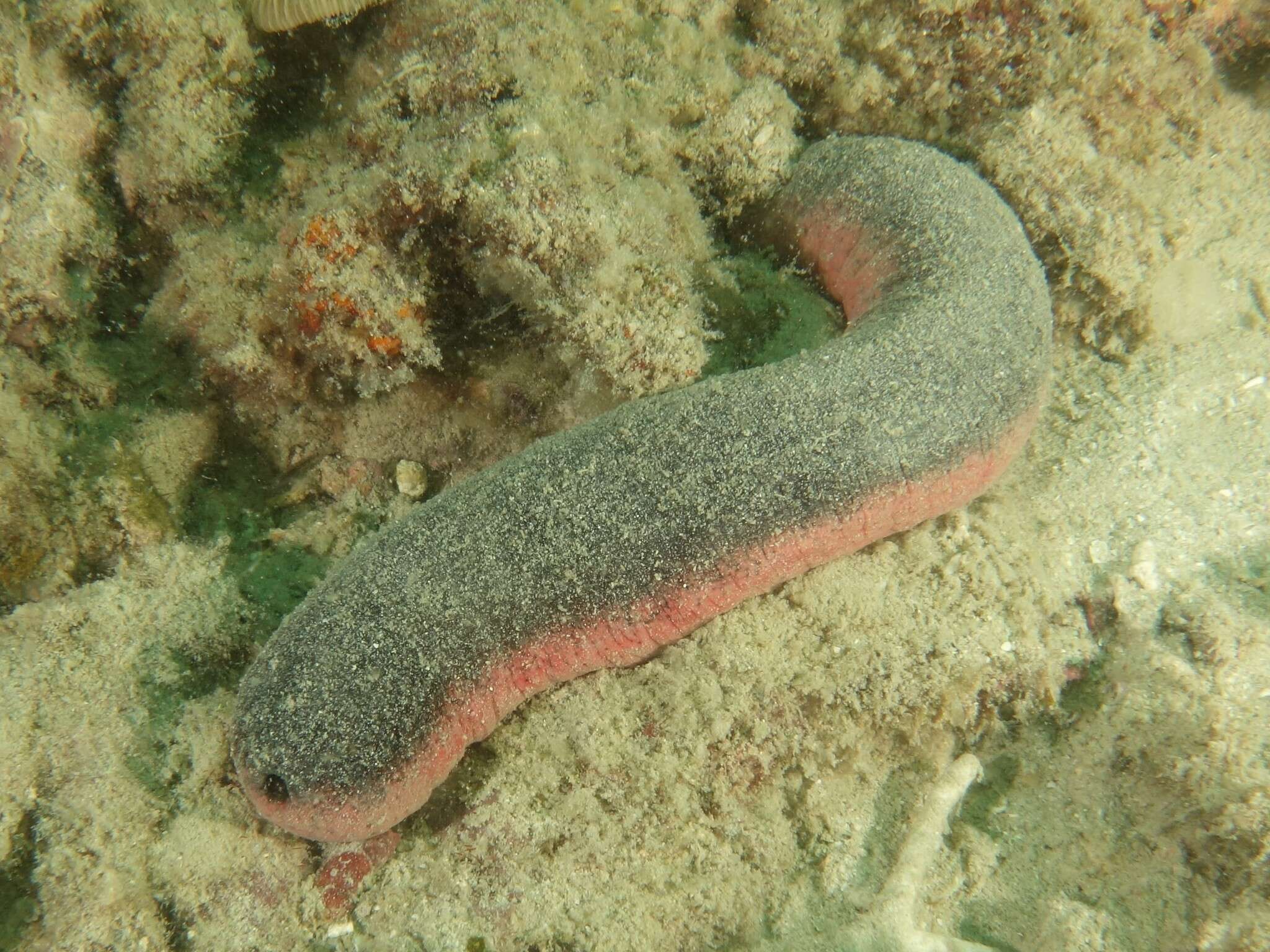 Image of Pinkfish