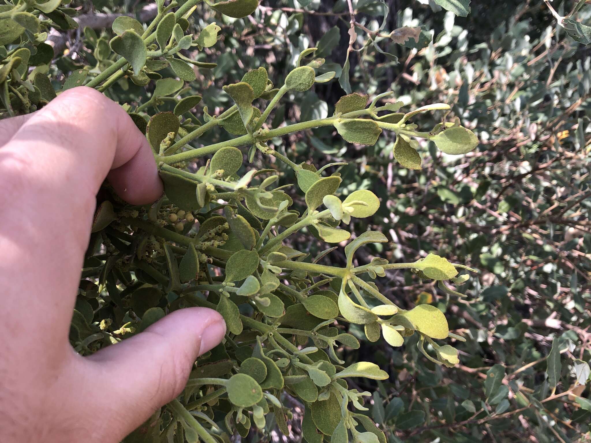 Imagem de Phoradendron leucarpum subsp. tomentosum (DC.) J. R. Abbott & R. L. Thomps.