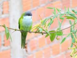 Image of Gray-hooded Parakeet